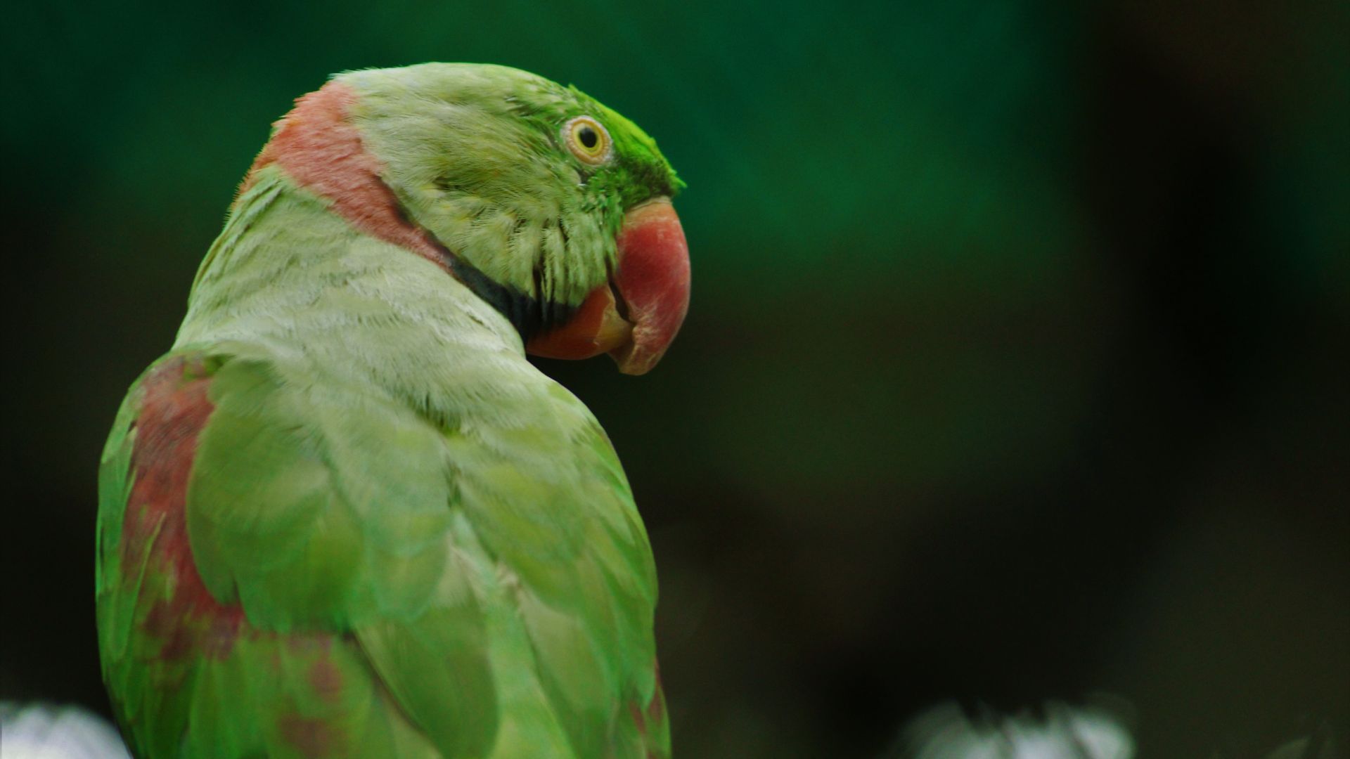 Wallpaper Rose-ringed parakeet, parrot, bird