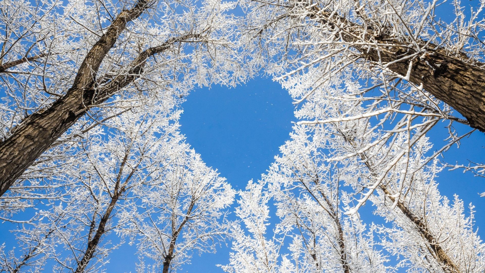 Wallpaper Trees, winter, blue sky, heart, nature