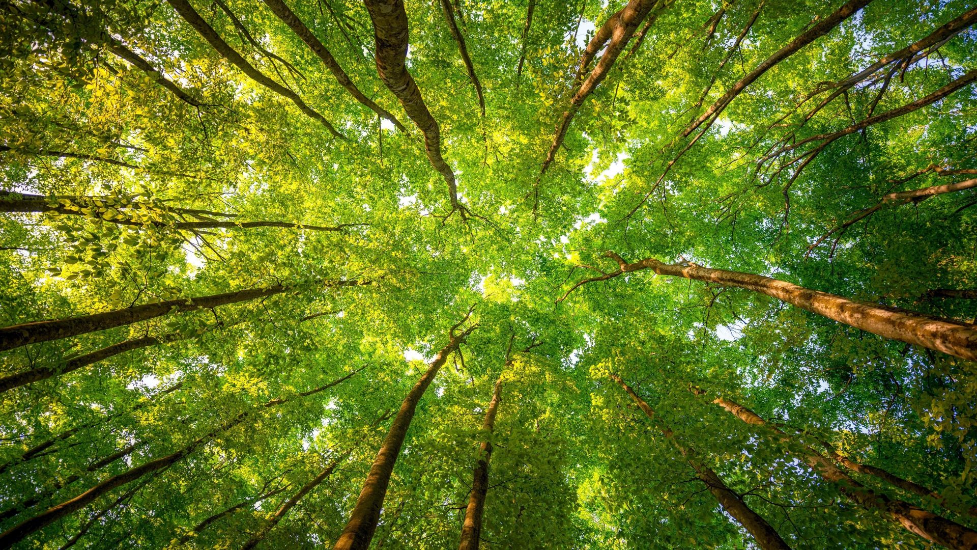 Desktop Wallpaper Green Trees, Forest, Leaves, Spring, 4k, Hd Image,  Picture, Background, 272b4c
