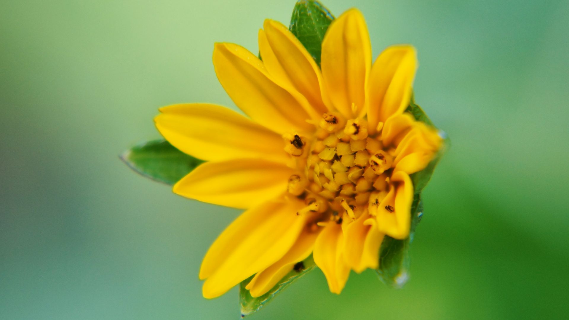 Wallpaper sunflower, Wild flower, close up, yellow, garden