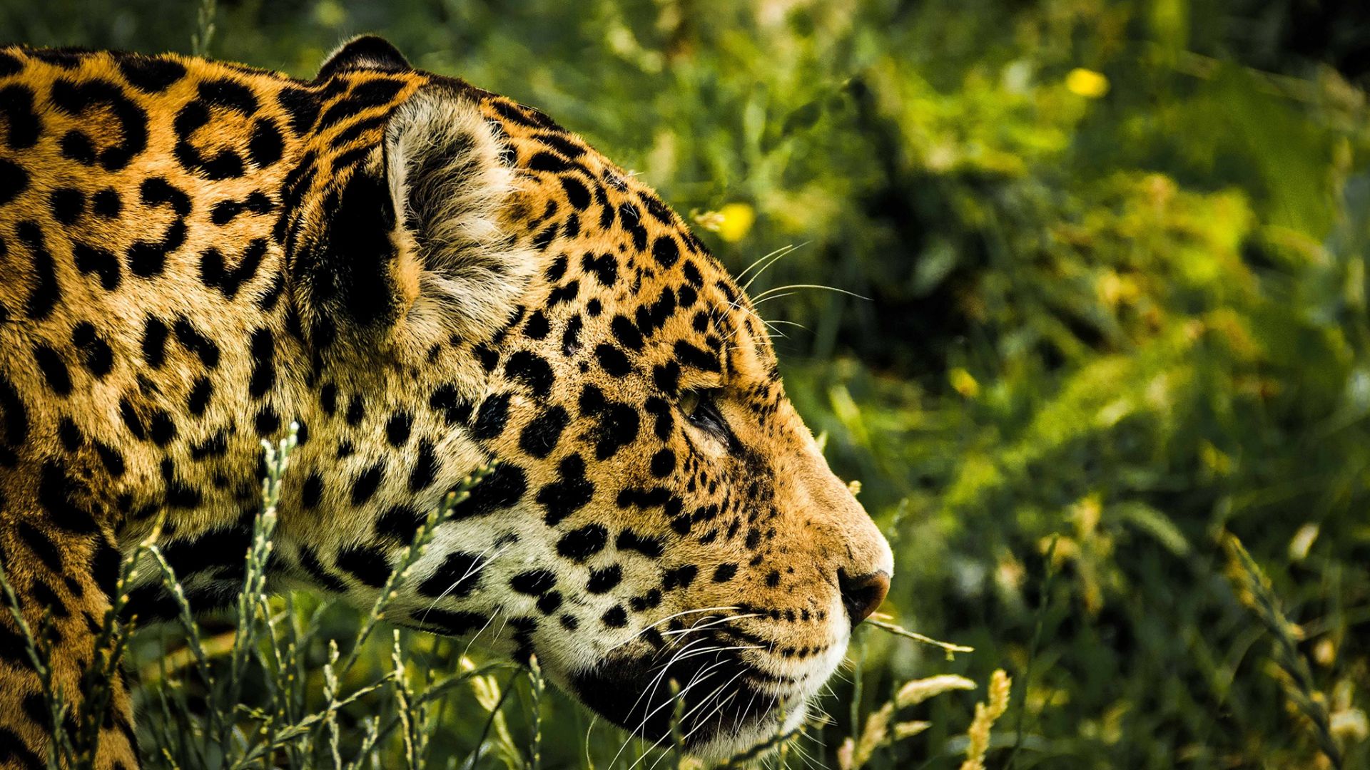Wallpaper Jaguar muzzle, predator, animal