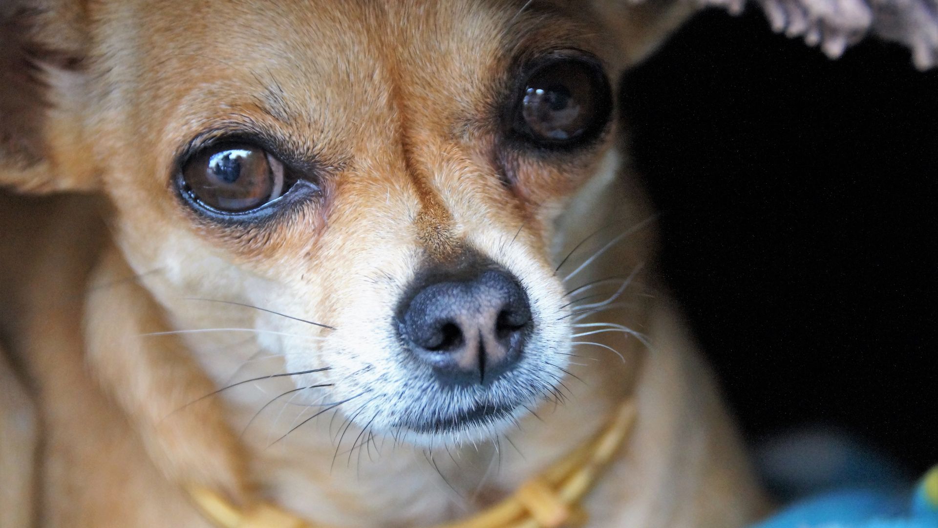Wallpaper Chihuahua, cute dog, muzzle