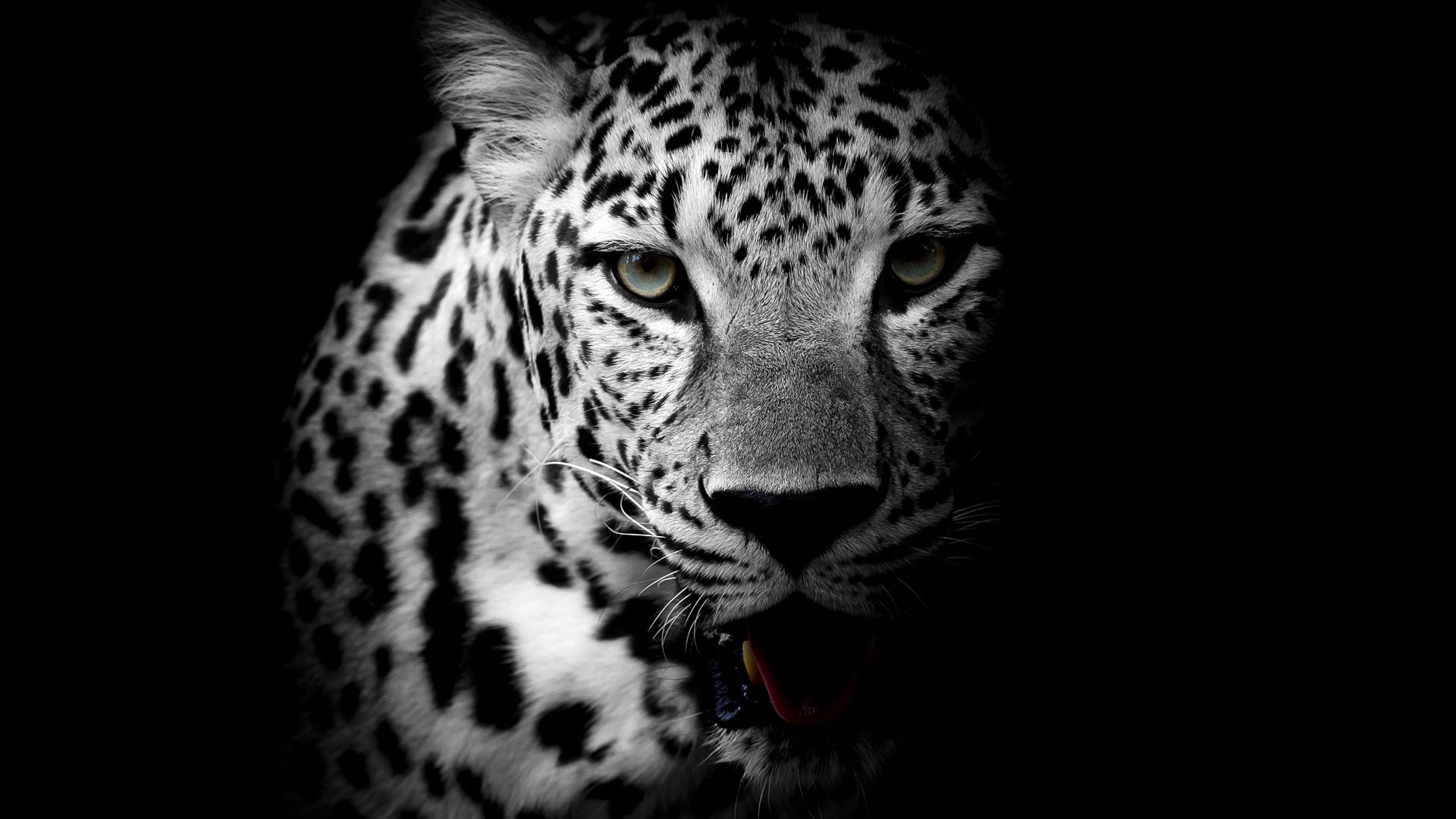 Wallpaper Leopard, muzzle, monochrome, predator, 4k