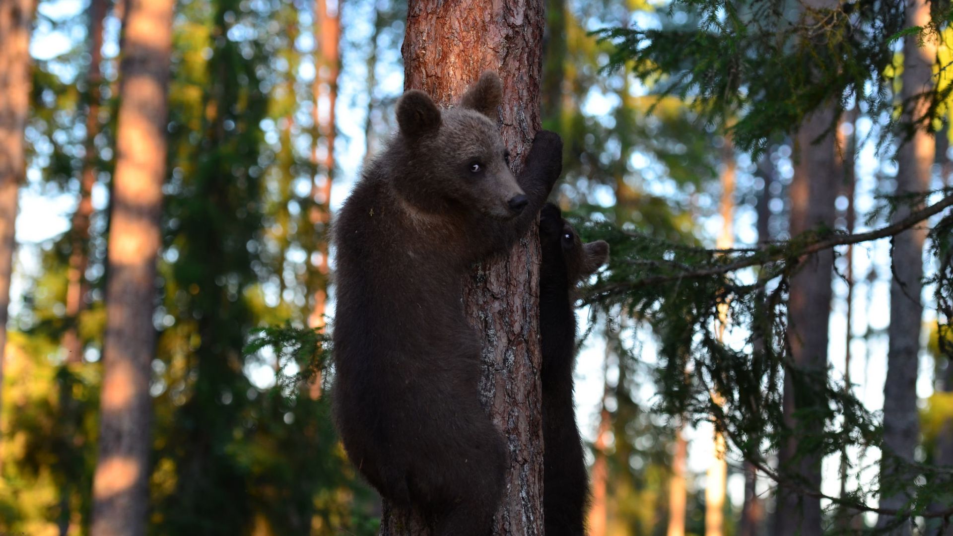 Wallpaper Baby bears, climb, forest, trees
