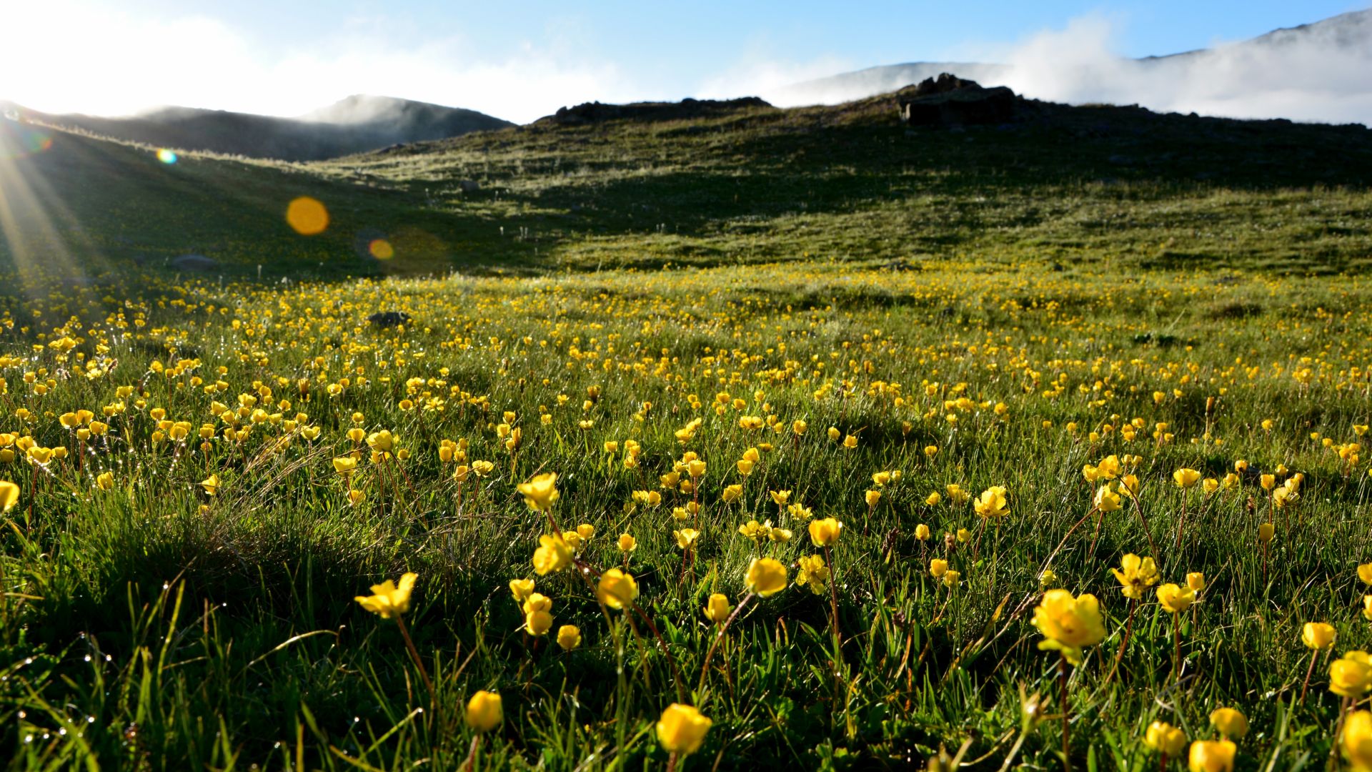Wallpaper Meadow, landscape, yellow, summer, poppy