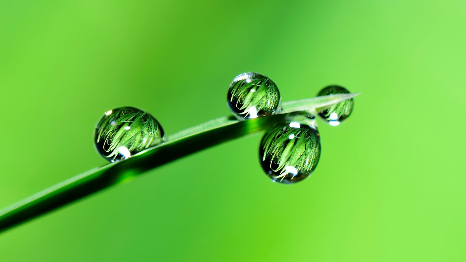 Wallpaper Water drops, grass, close up, 4k