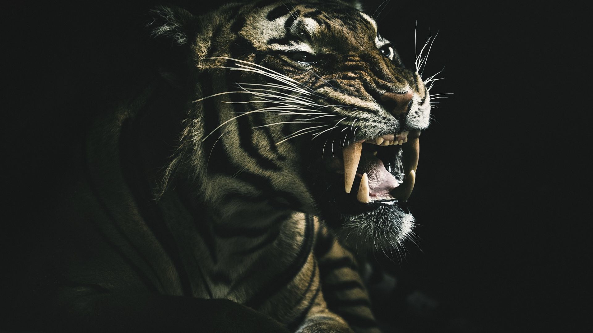 Wallpaper Angry beast, tiger, animal. muzzle