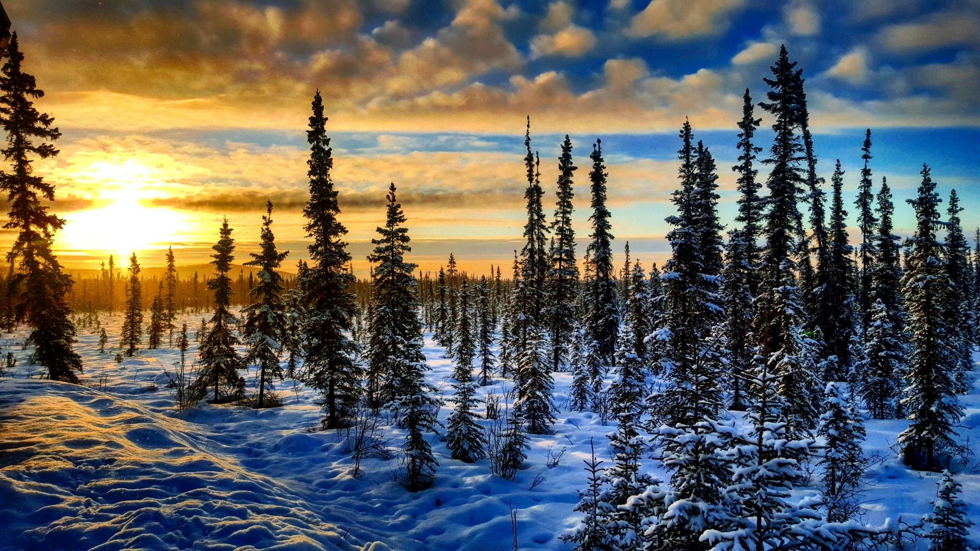 Wallpaper Winter, trees, landscape, sunset