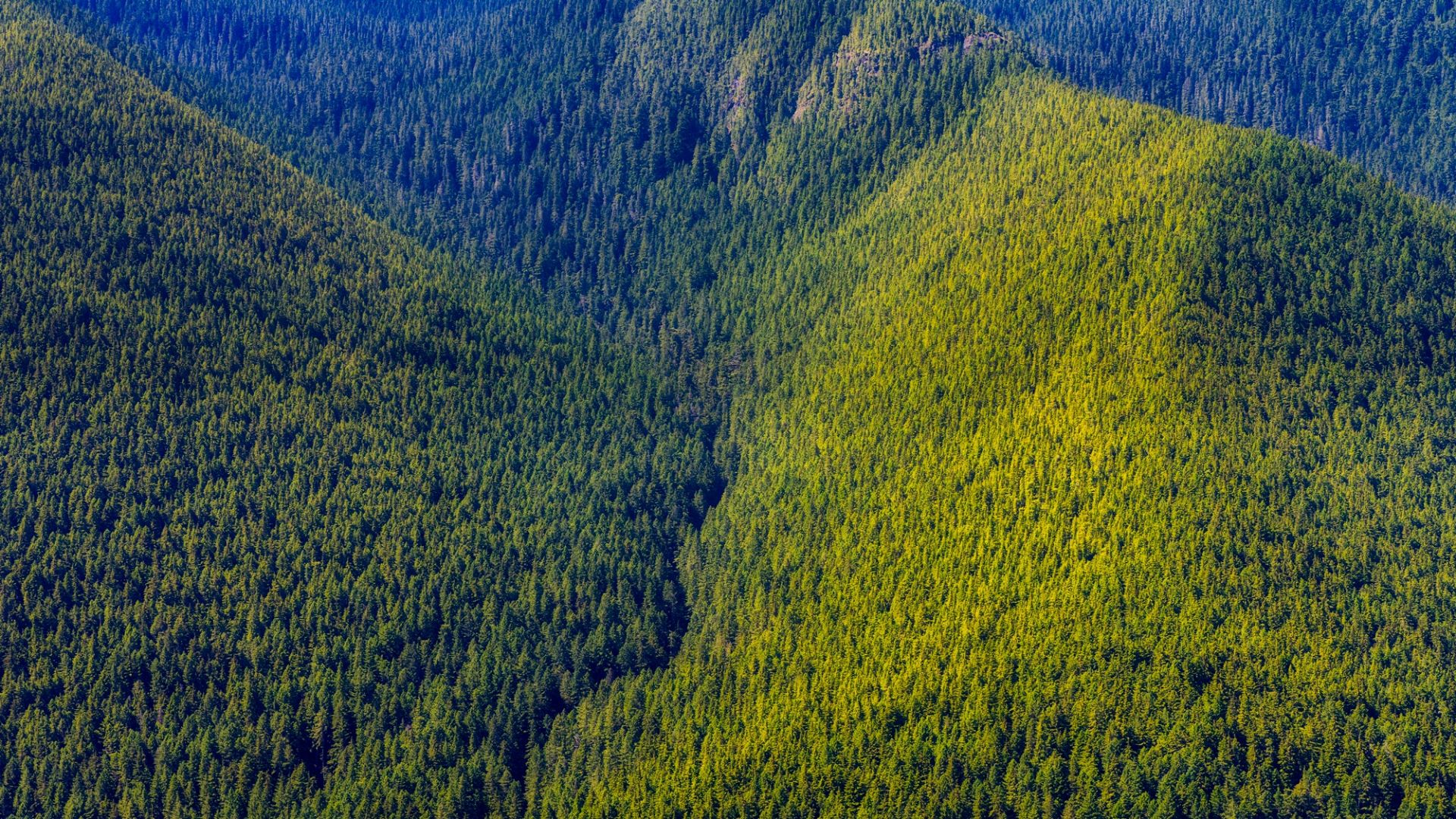 Wallpaper Forest, valley, trees, aerial view