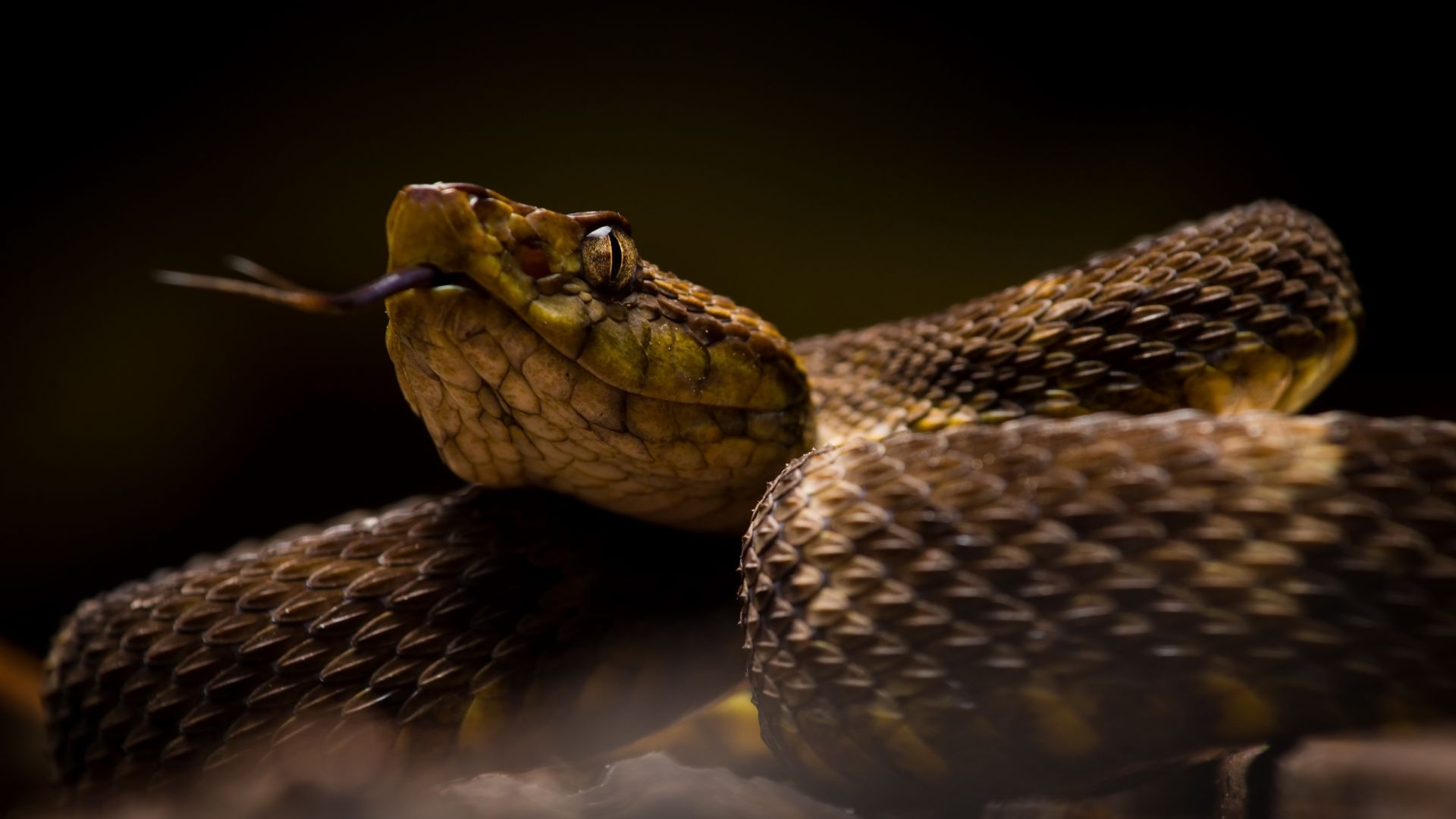 Wallpaper Snake, reptile, close up
