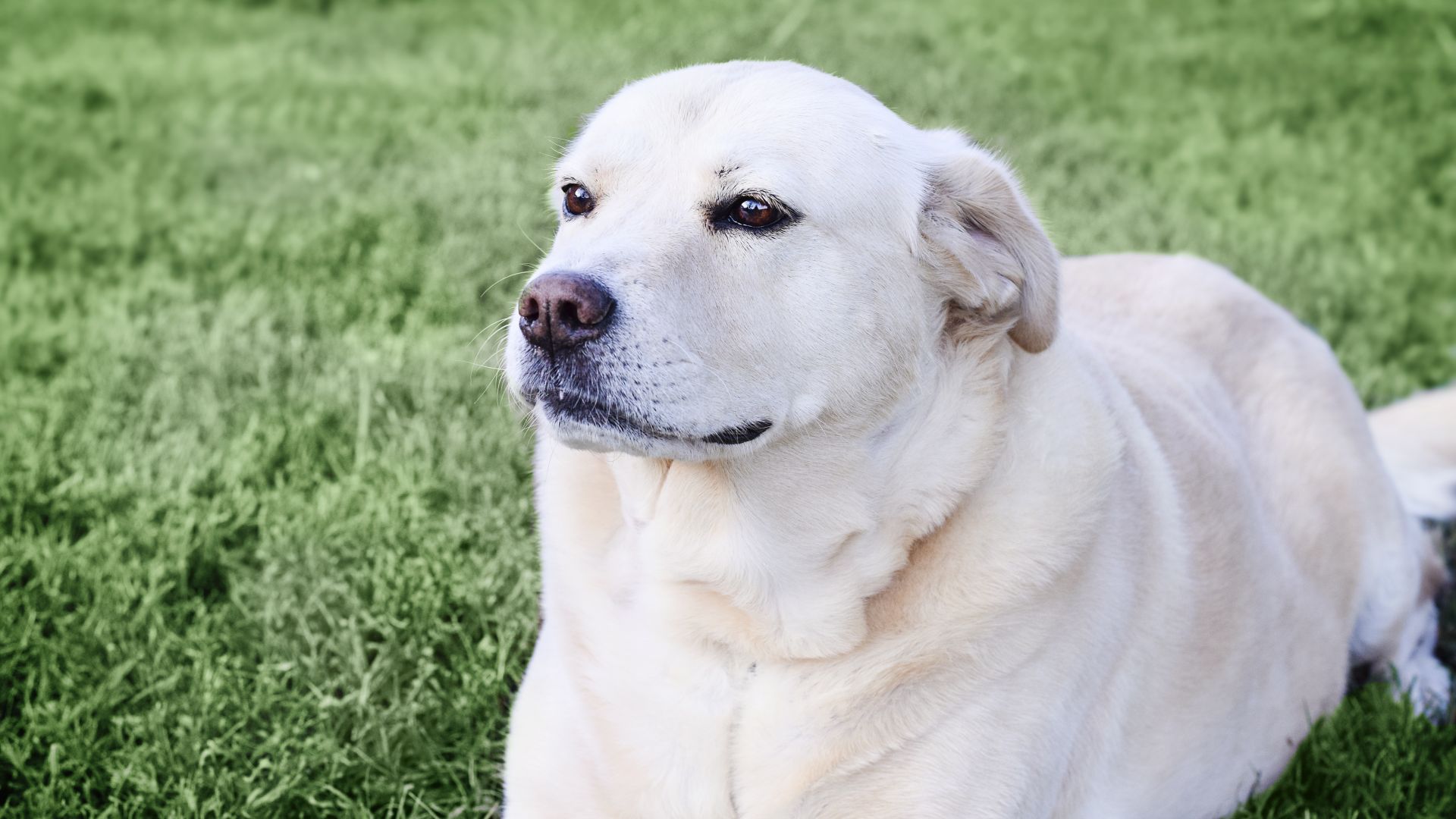 Wallpaper Calm, relaxed, dog, sit, Labrador Retriever