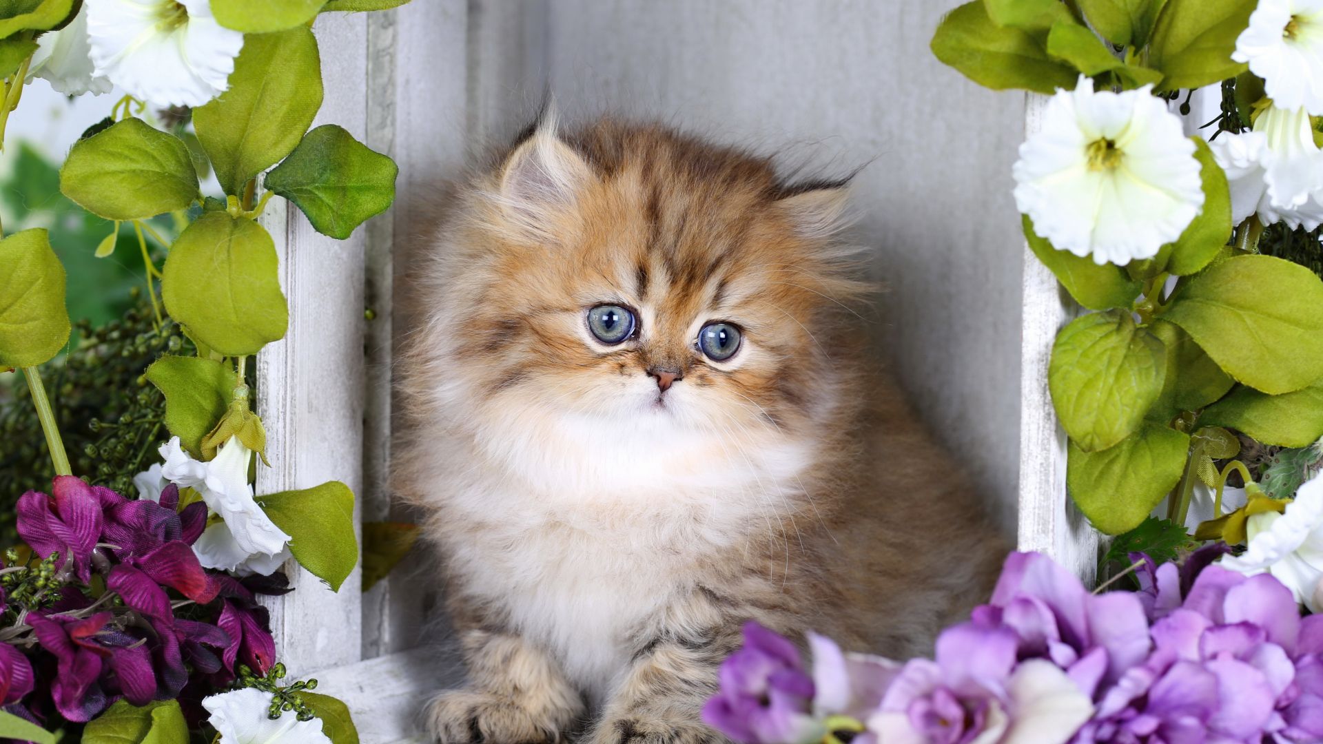Wallpaper Cute fat cat, looking away, flowers, 4k