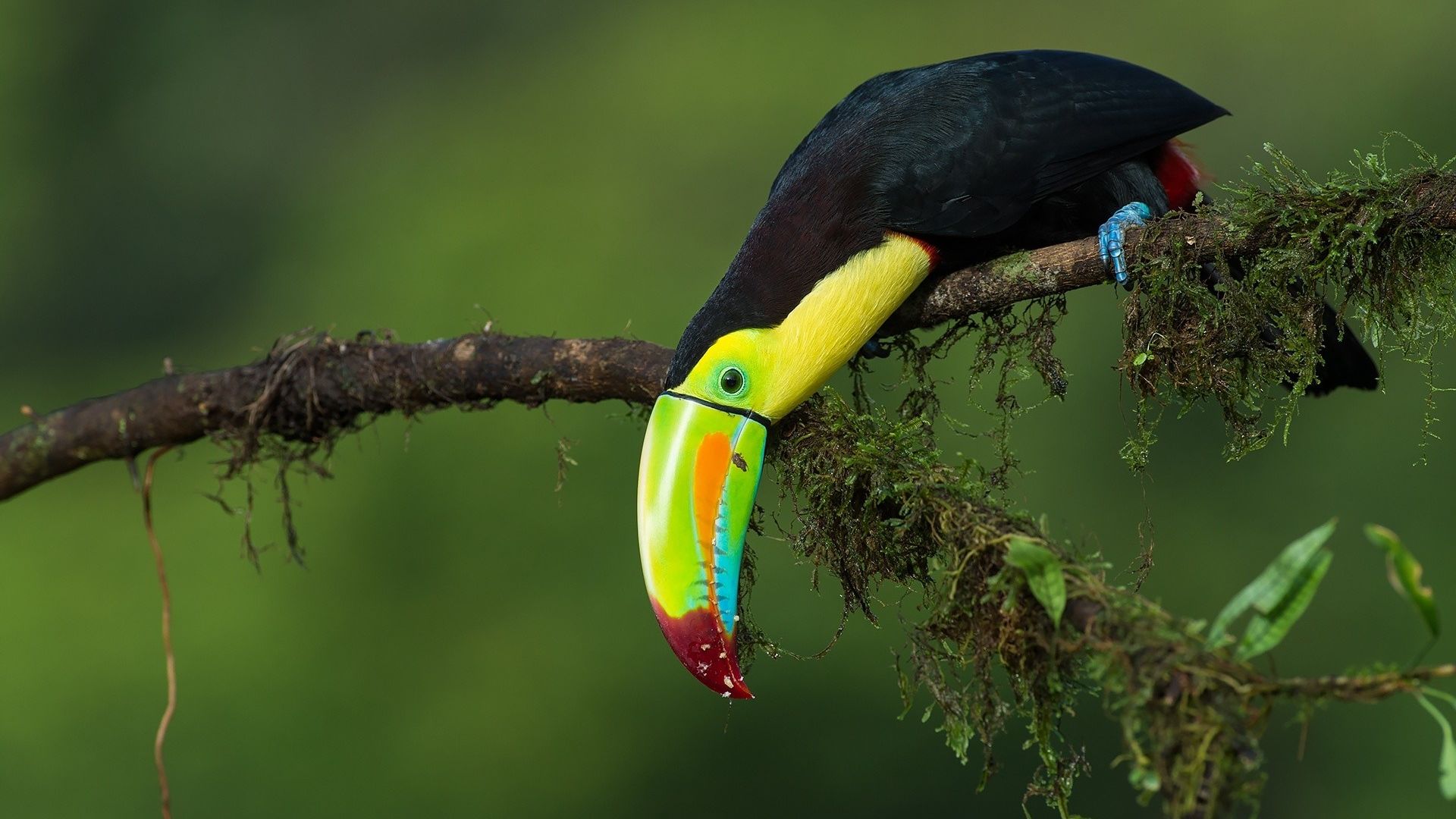 Wallpaper Toucan, bird, long colorful beak