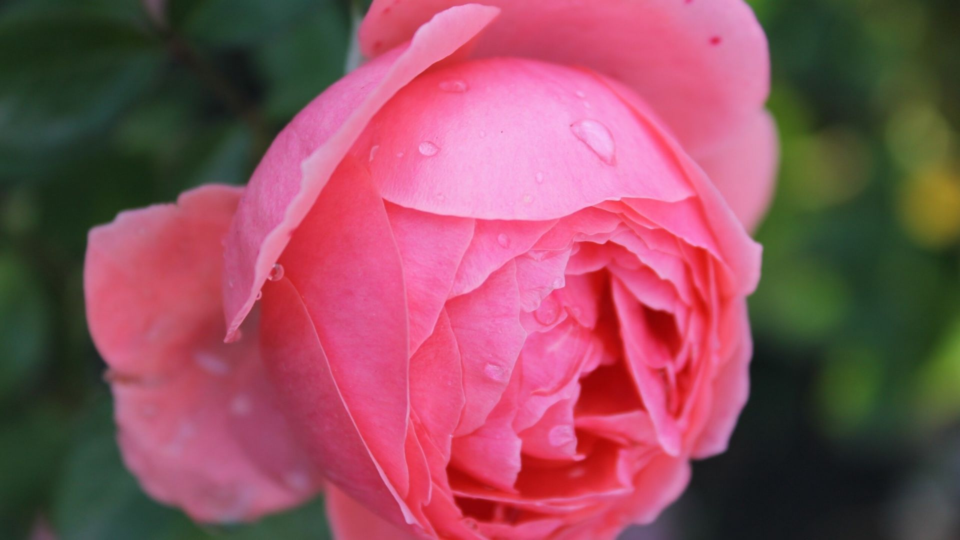 Wallpaper Flower, drops, pink rose, close up