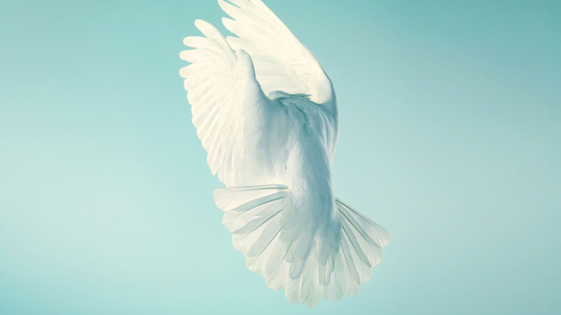 Wallpaper Pigeon, white bird, peace, minimal, stock