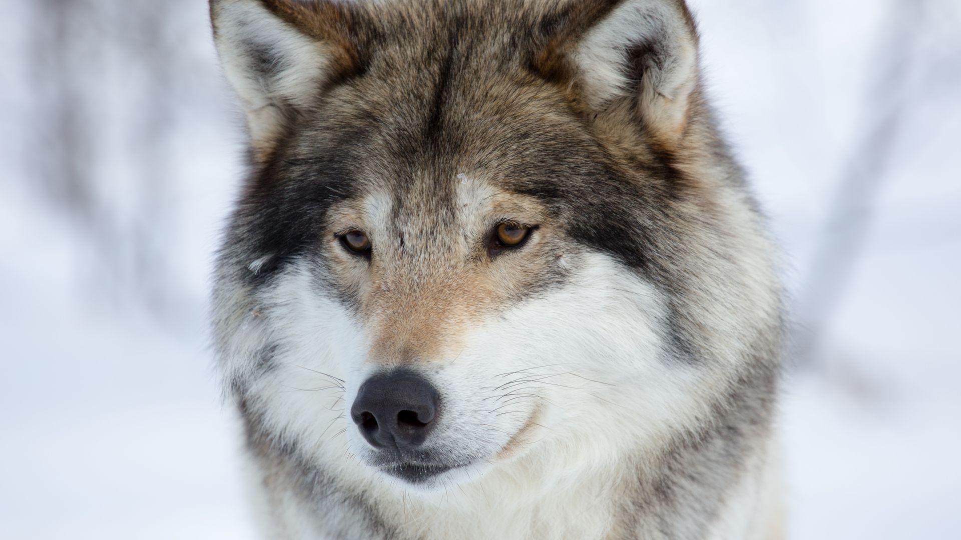 Wallpaper Wolf, predator, 4k, muzzle