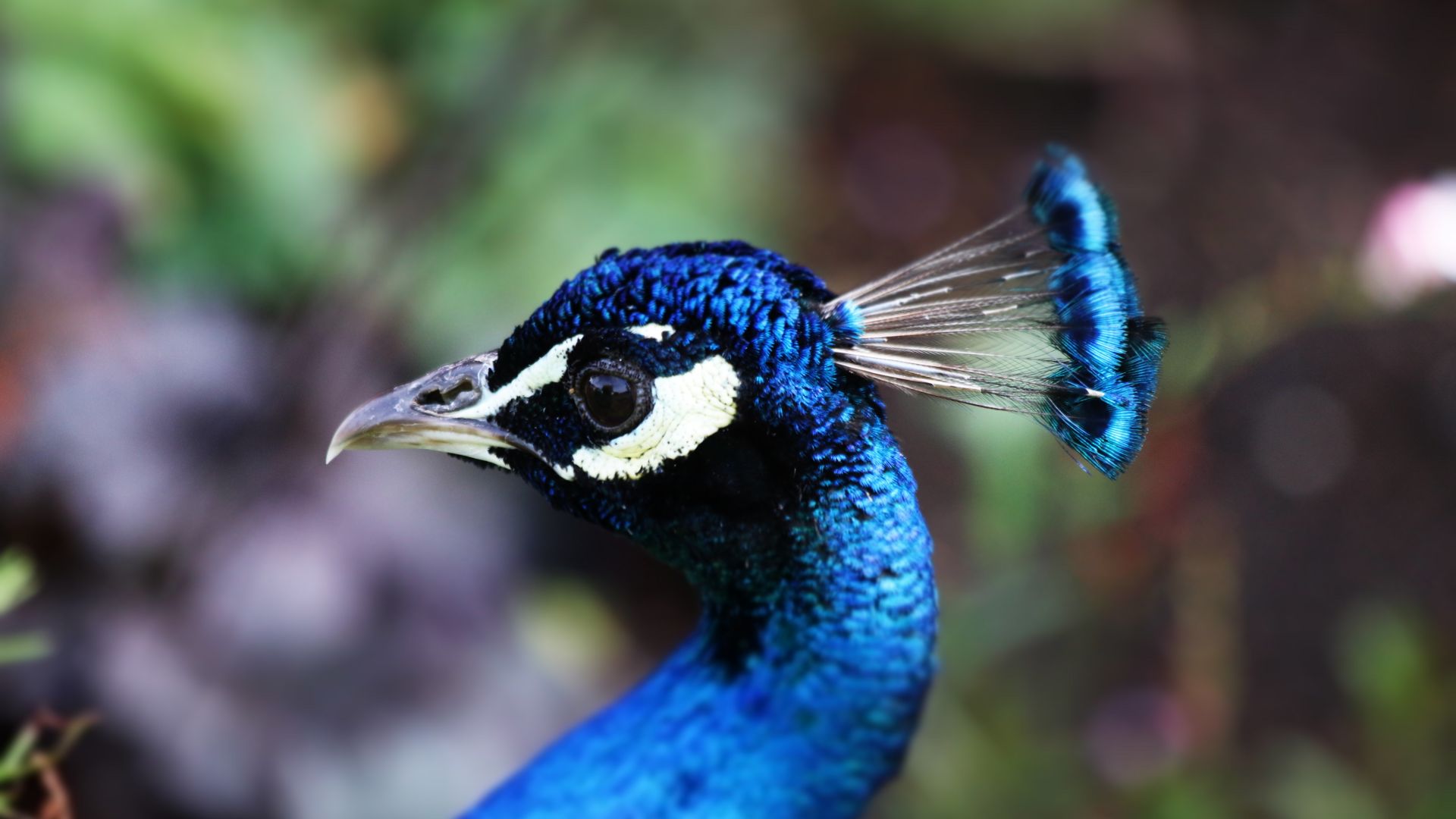 Wallpaper Peacock, beautiful head, blue bird