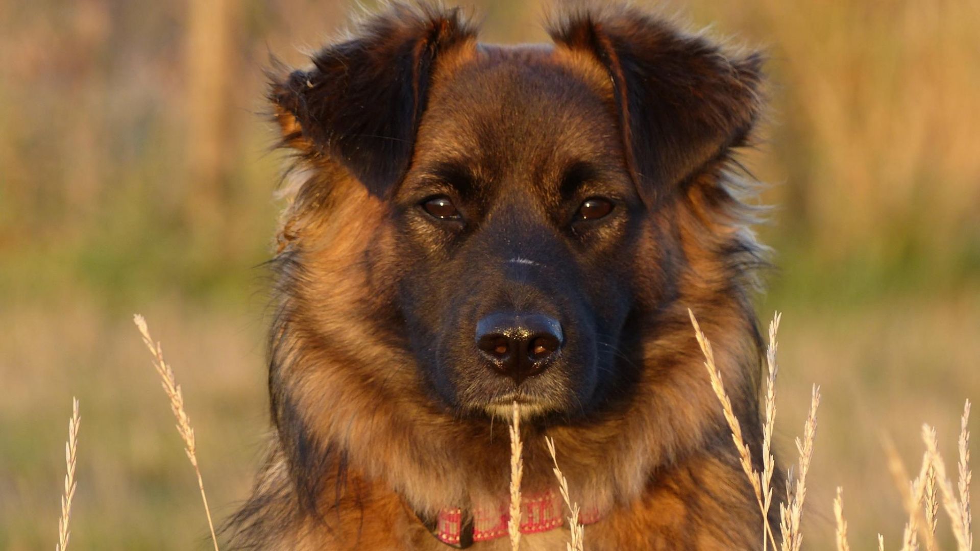 Wallpaper Confident Brown dog, muzzle, grass