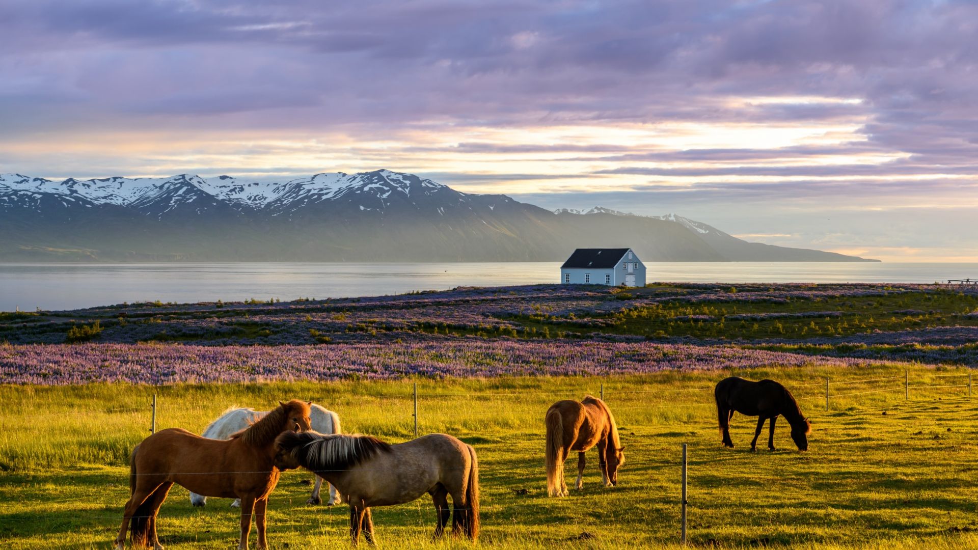 Wallpaper Iceland, landscape, horse, animals, grazing