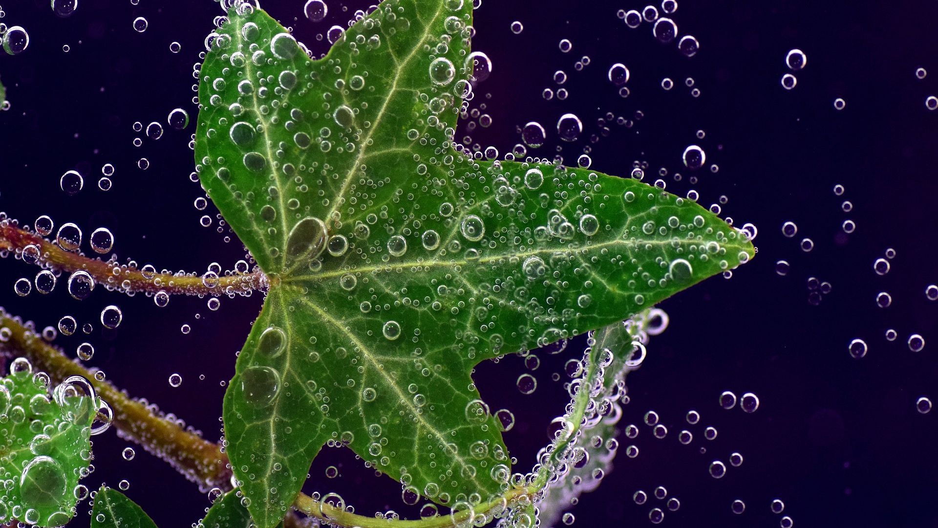 Wallpaper Bubbles, leaf, soda, close up