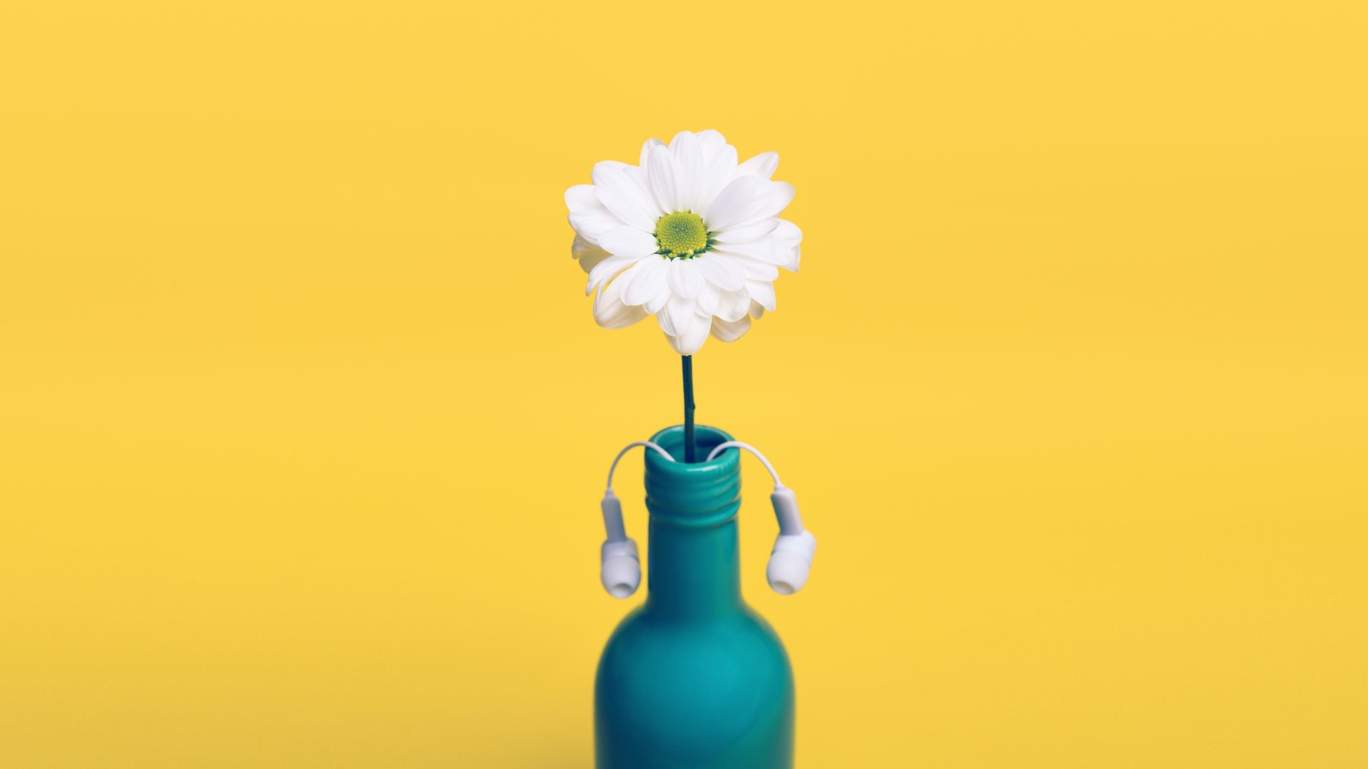 Wallpaper Daisy flower, bottle, headphone