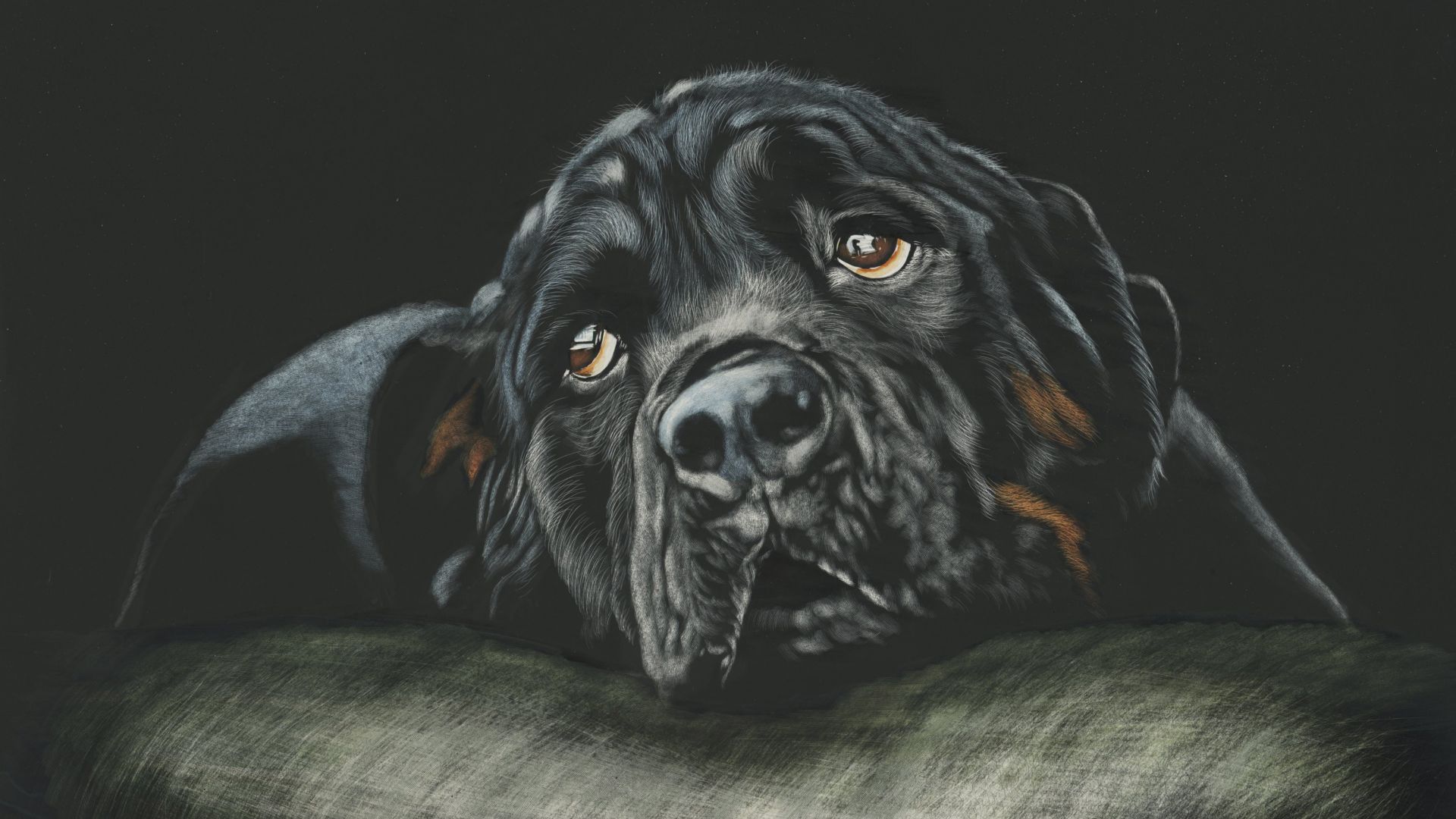 Wallpaper Black, Rottweiler, dog, muzzle, cushion
