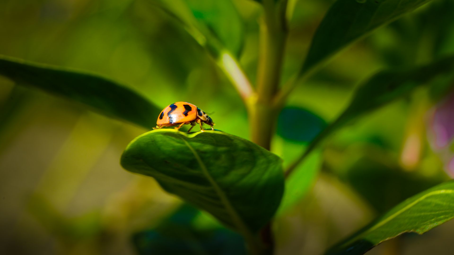Wallpaper Ladybird, beetle, insect, leaves, close up, 4k