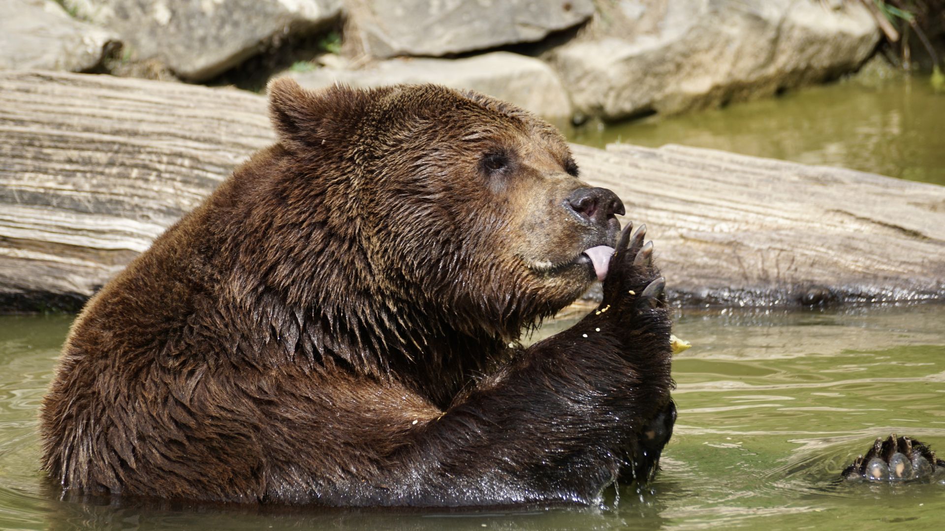 Wallpaper Bear, furry, predator, zoo, bath