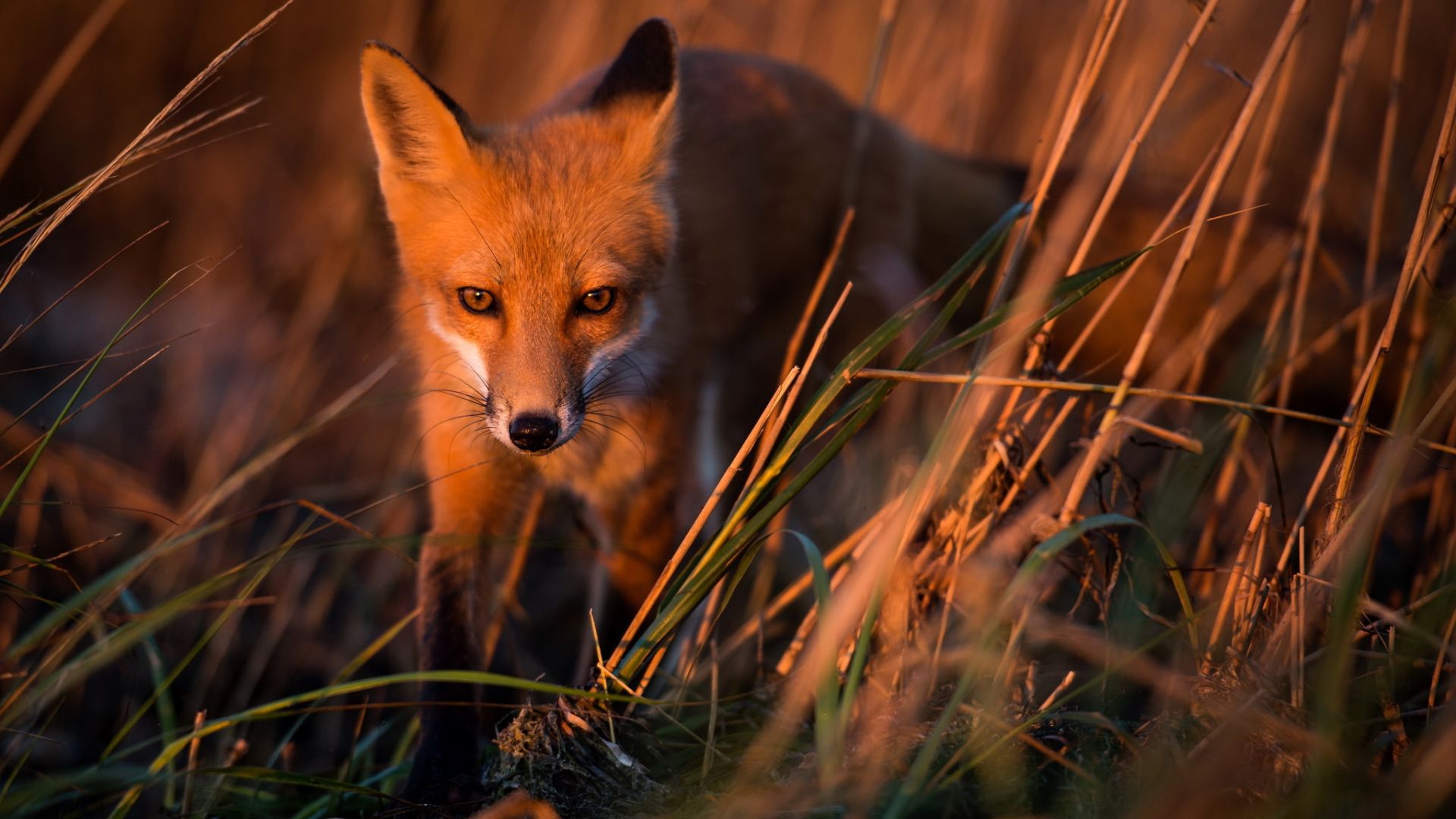 Wallpaper Wild, animal, red fox, predator, grass