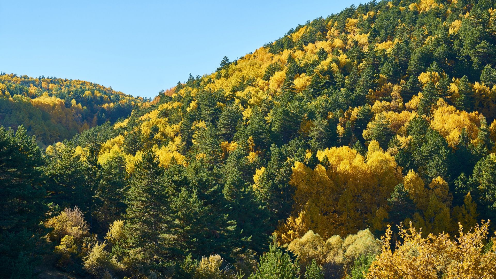 Wallpaper Trees, hill, forest, autumn, 5k