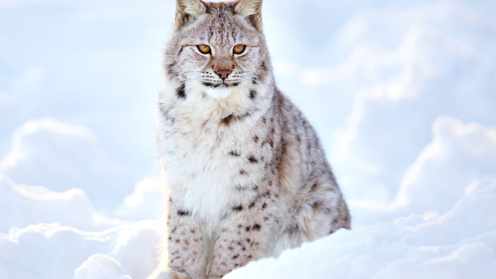 Wallpaper White lynx, cat, wild
