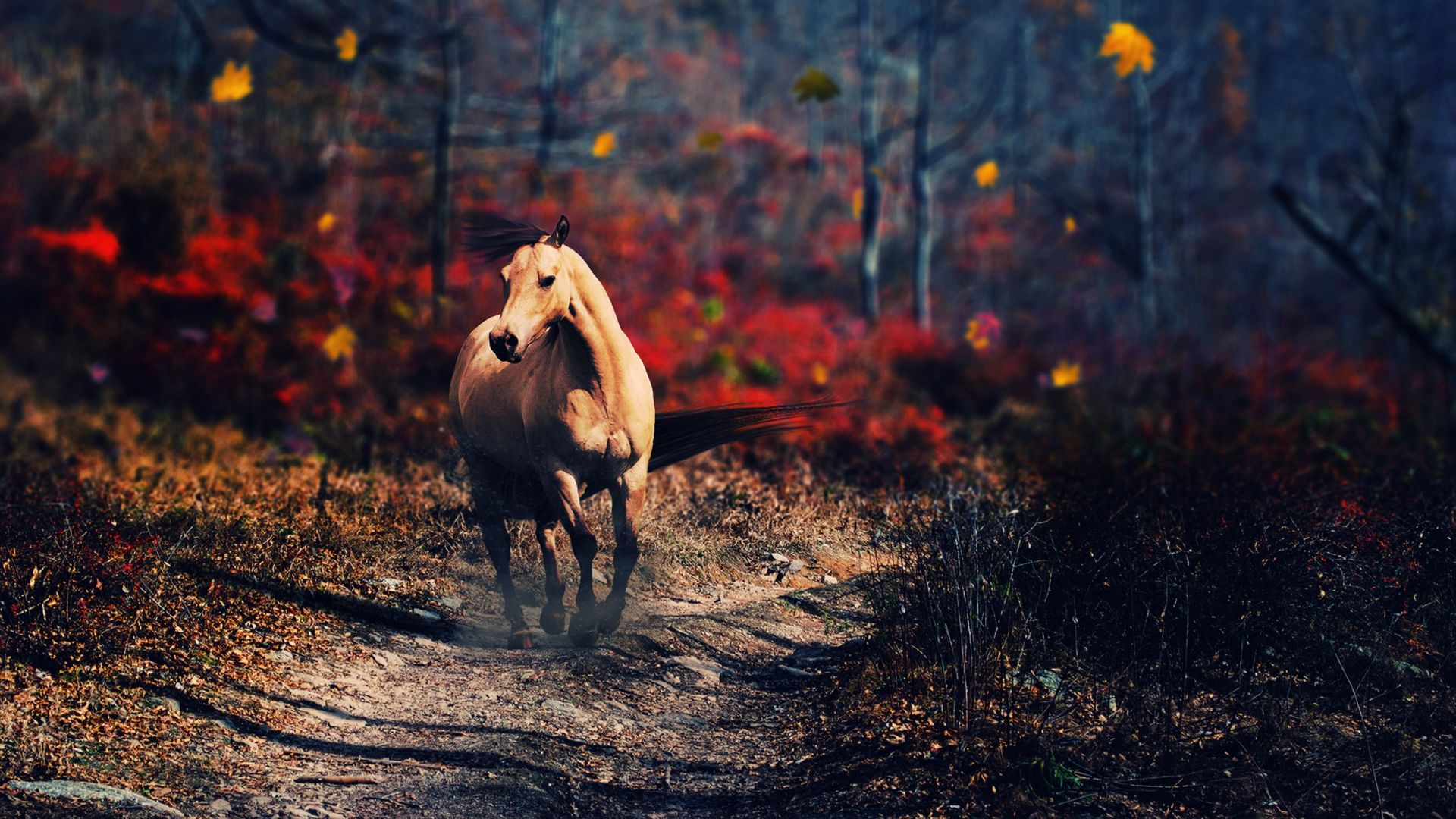 Wallpaper Wild Horse, animal