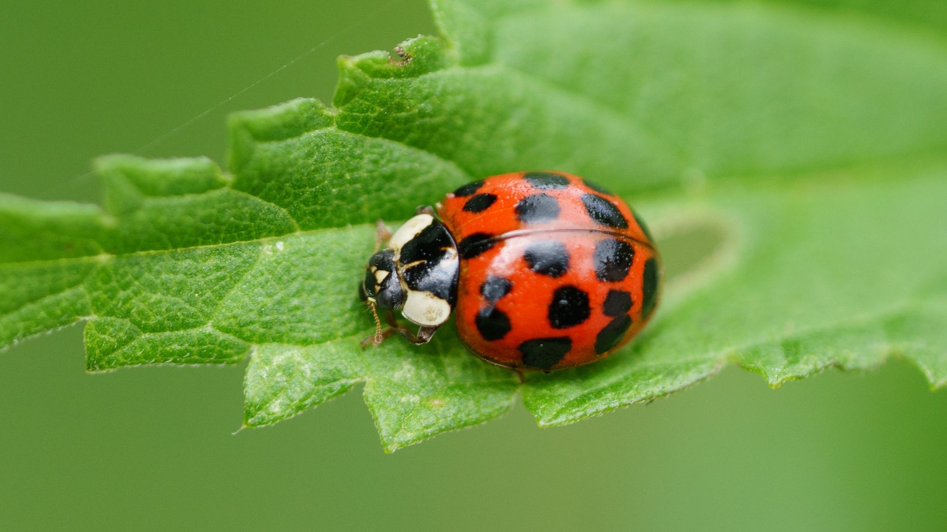 Wallpaper Ladybug, insect, macro, leaf