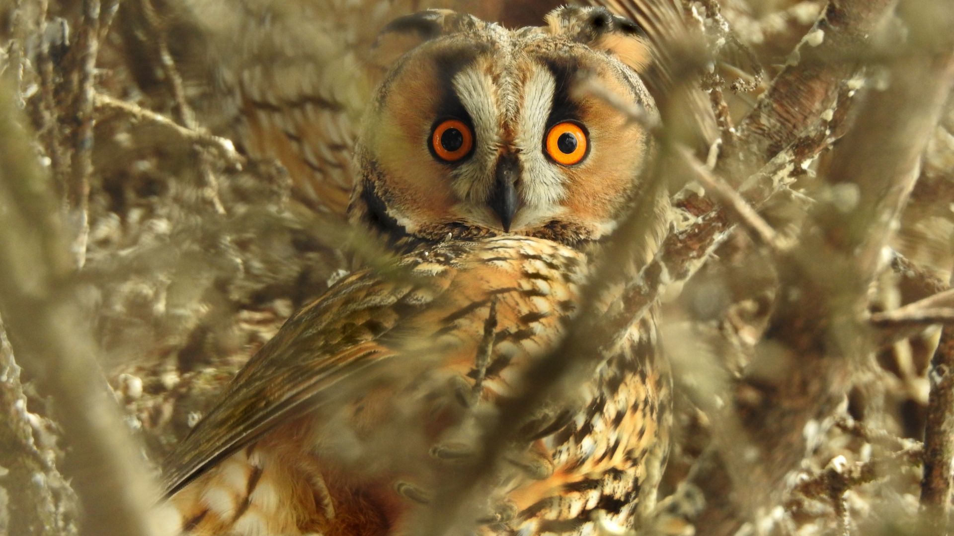 Wallpaper Owl's stunned face, predator, bird, 4k