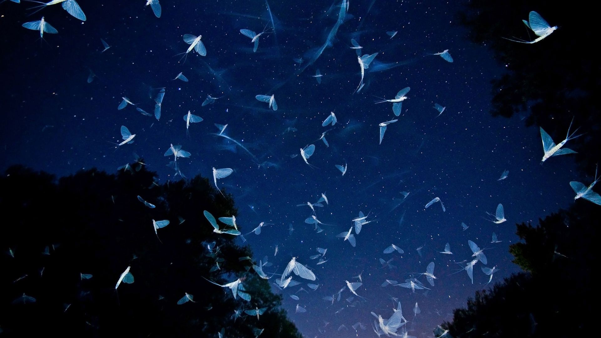 Wallpaper White insects in night