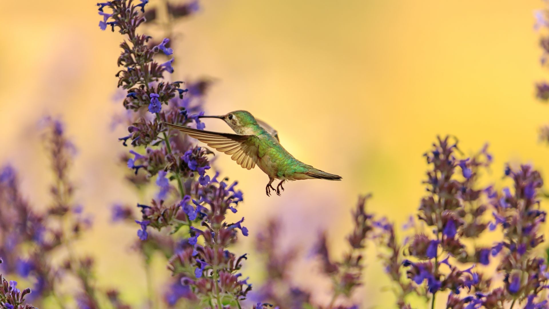 Wallpaper Flowers, cute bird, hummingbird, wings, flying