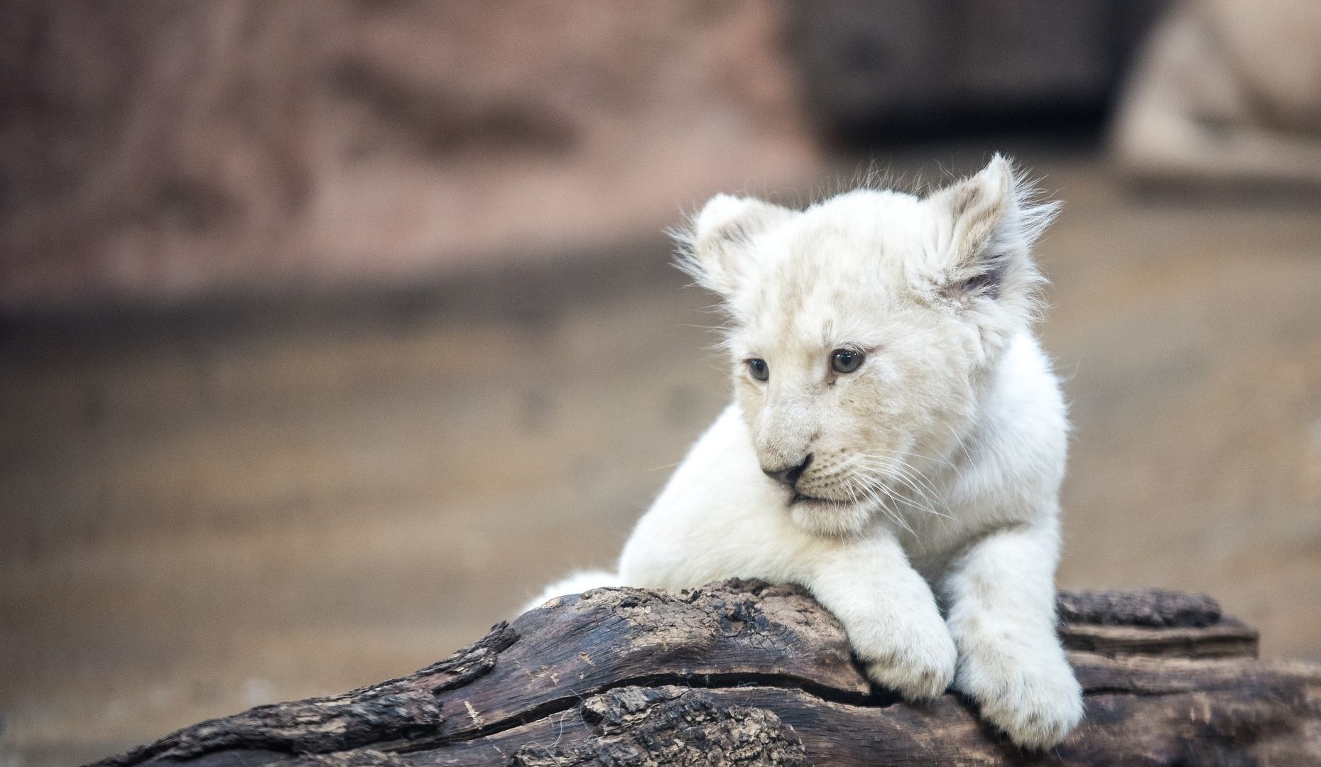 Desktop Wallpaper White Lion Cub, Baby Animal, Hd Image, Picture,  Background, 2gnskb