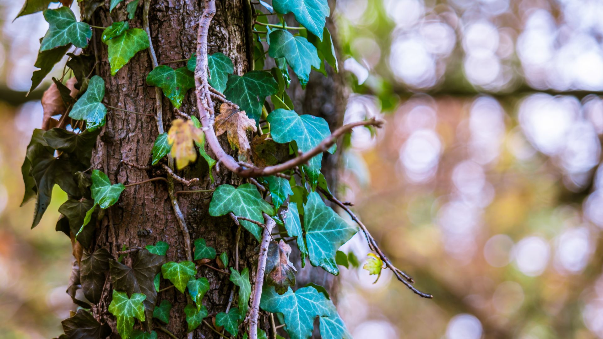 Wallpaper Ivy tree foliage trunk