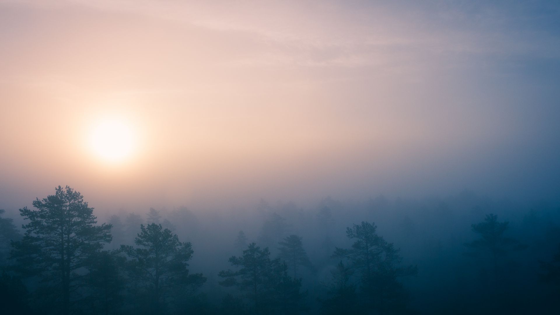 Wallpaper Sunrise, mist, fog, forest, tree