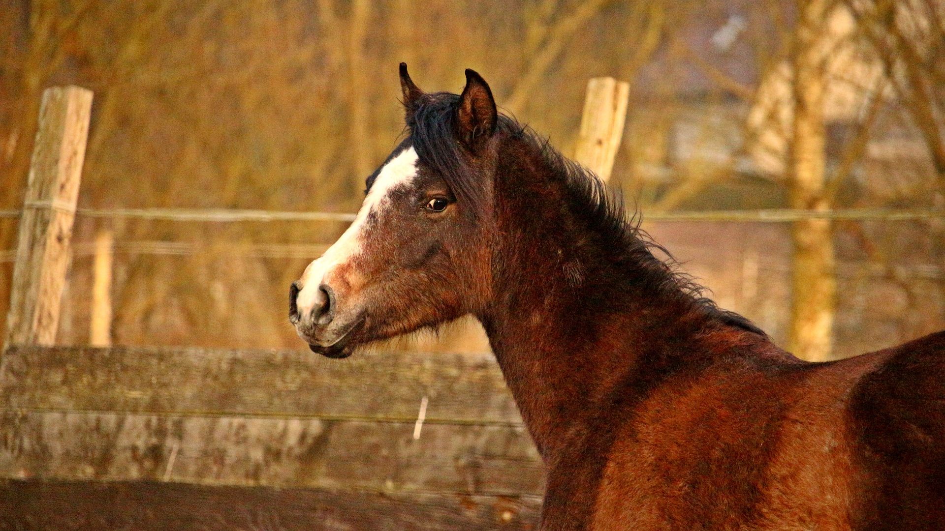 Wallpaper Baby horse muzzle, animal