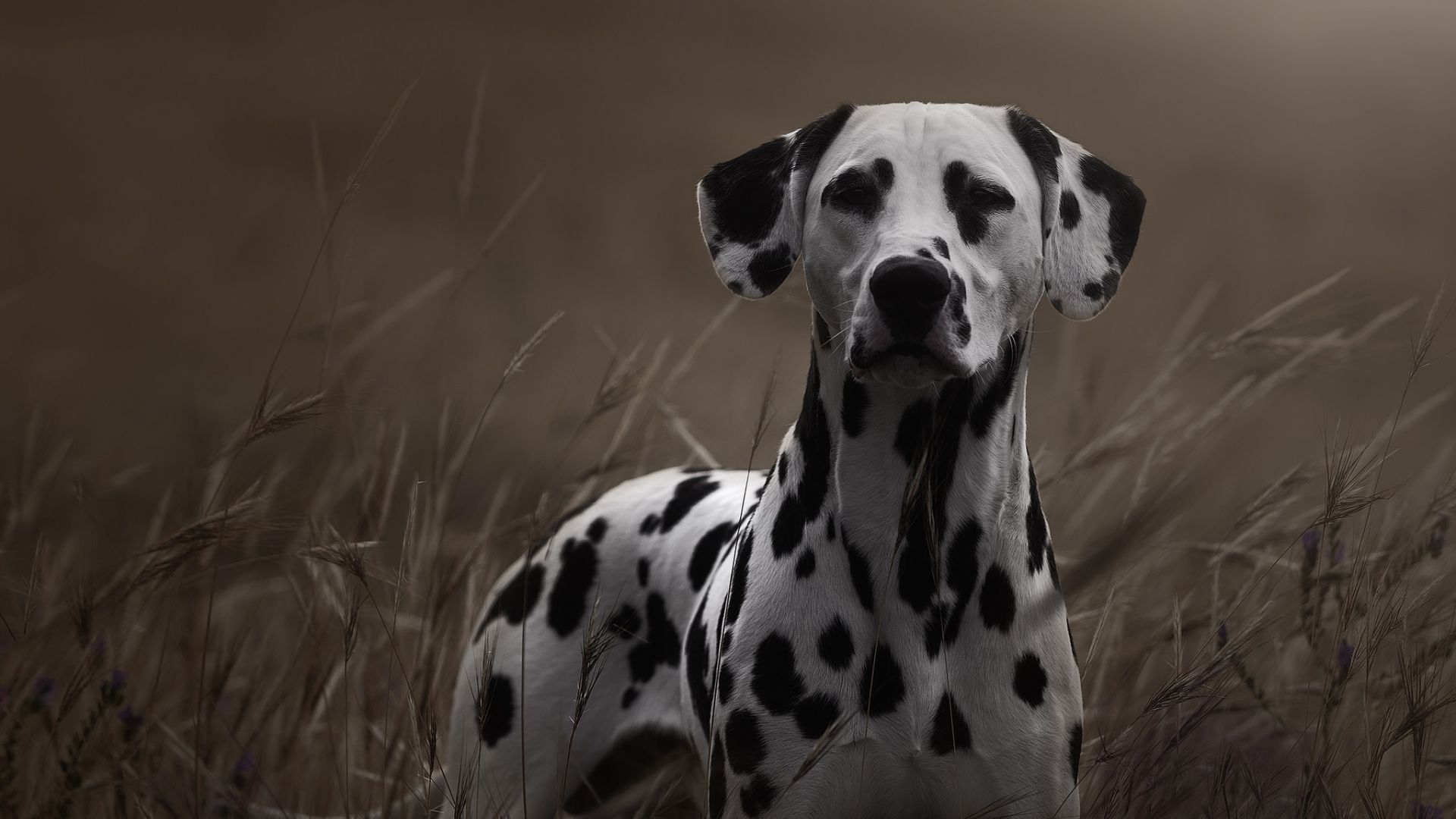 Wallpaper Dalmatian dog, grass, spotted