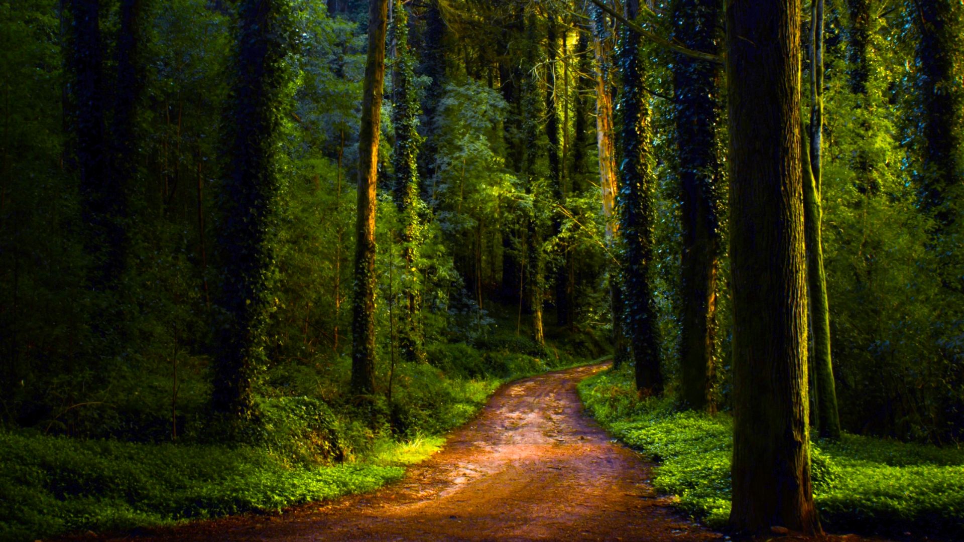 Wallpaper Road of forest, dirt road