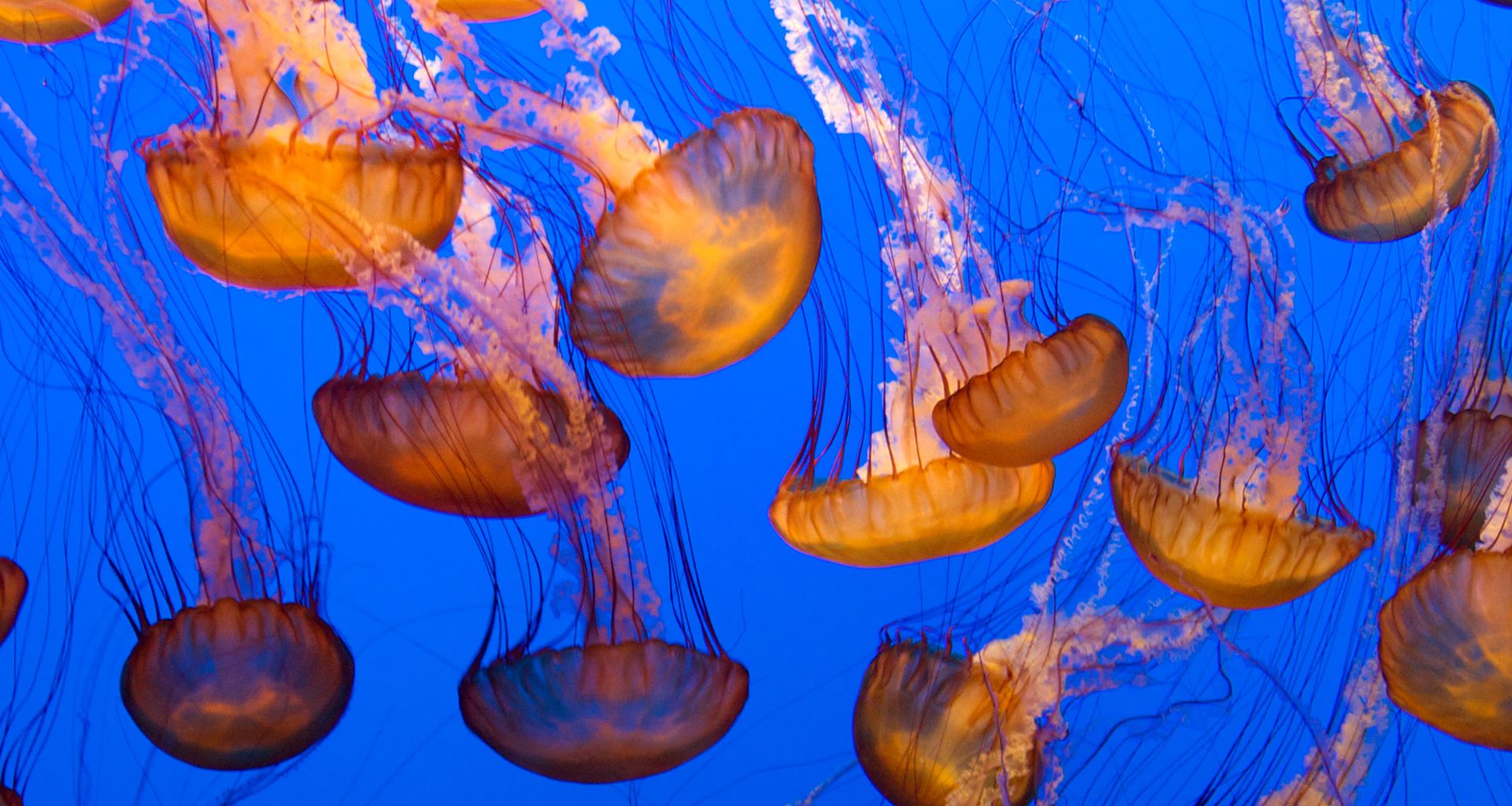 Wallpaper Yellow jelly fish under water