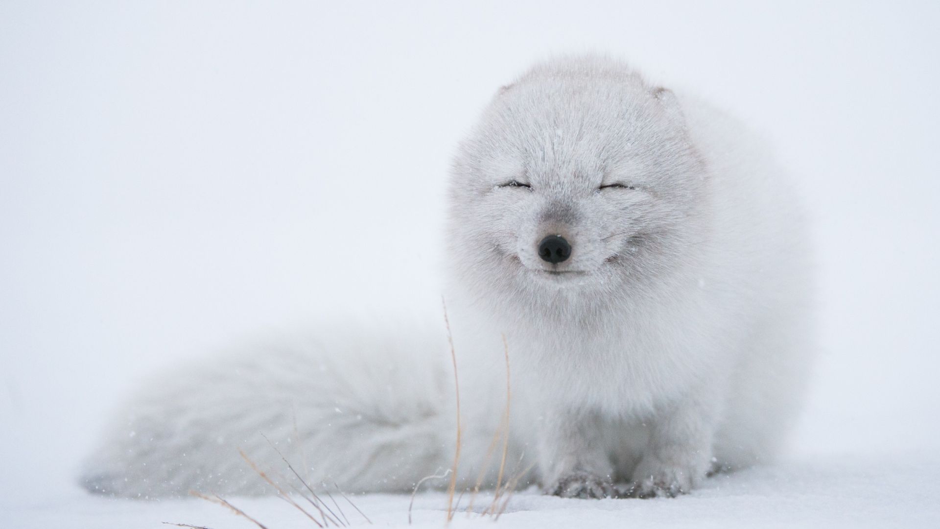 Wallpaper Arctic fox