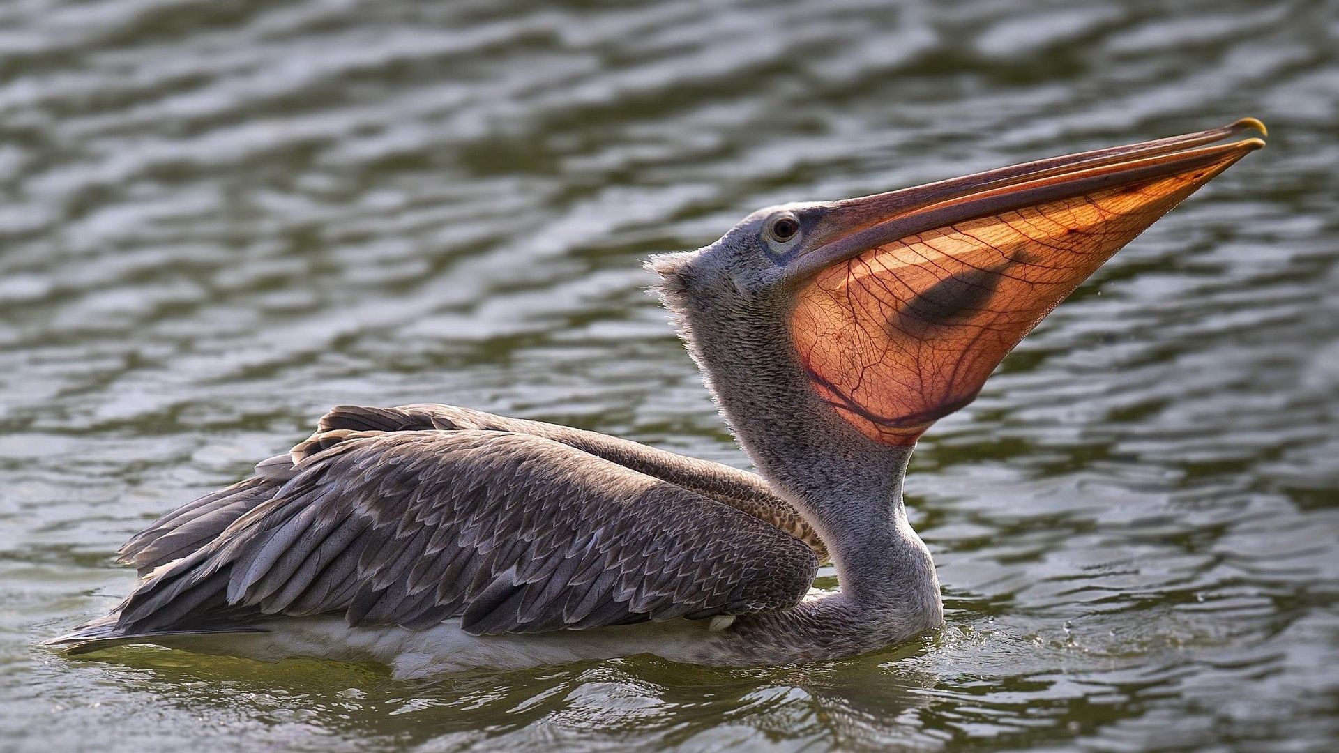 Wallpaper Pelican bird, swim, fishing