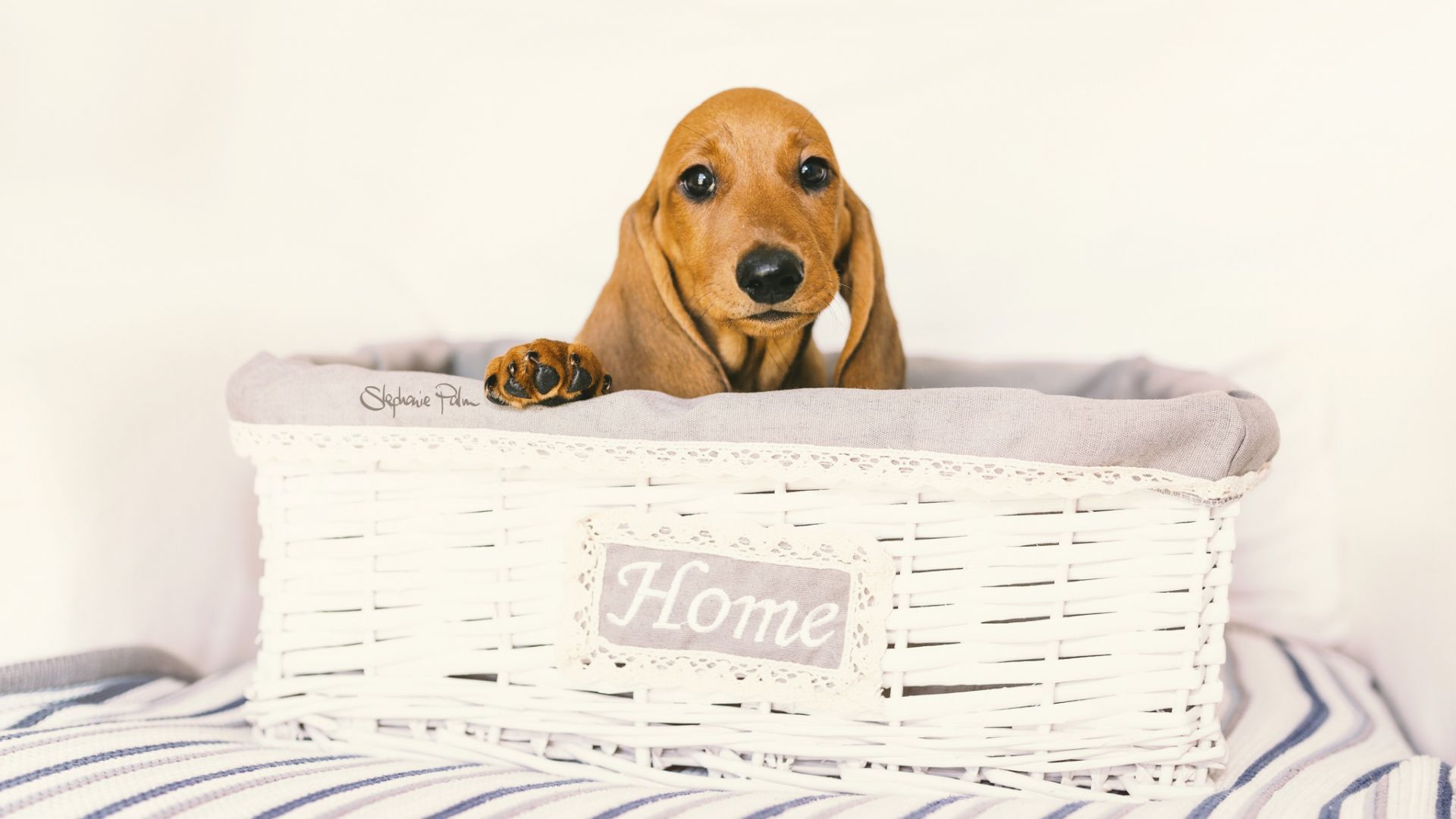 Wallpaper Dachshund, pet dog, basket