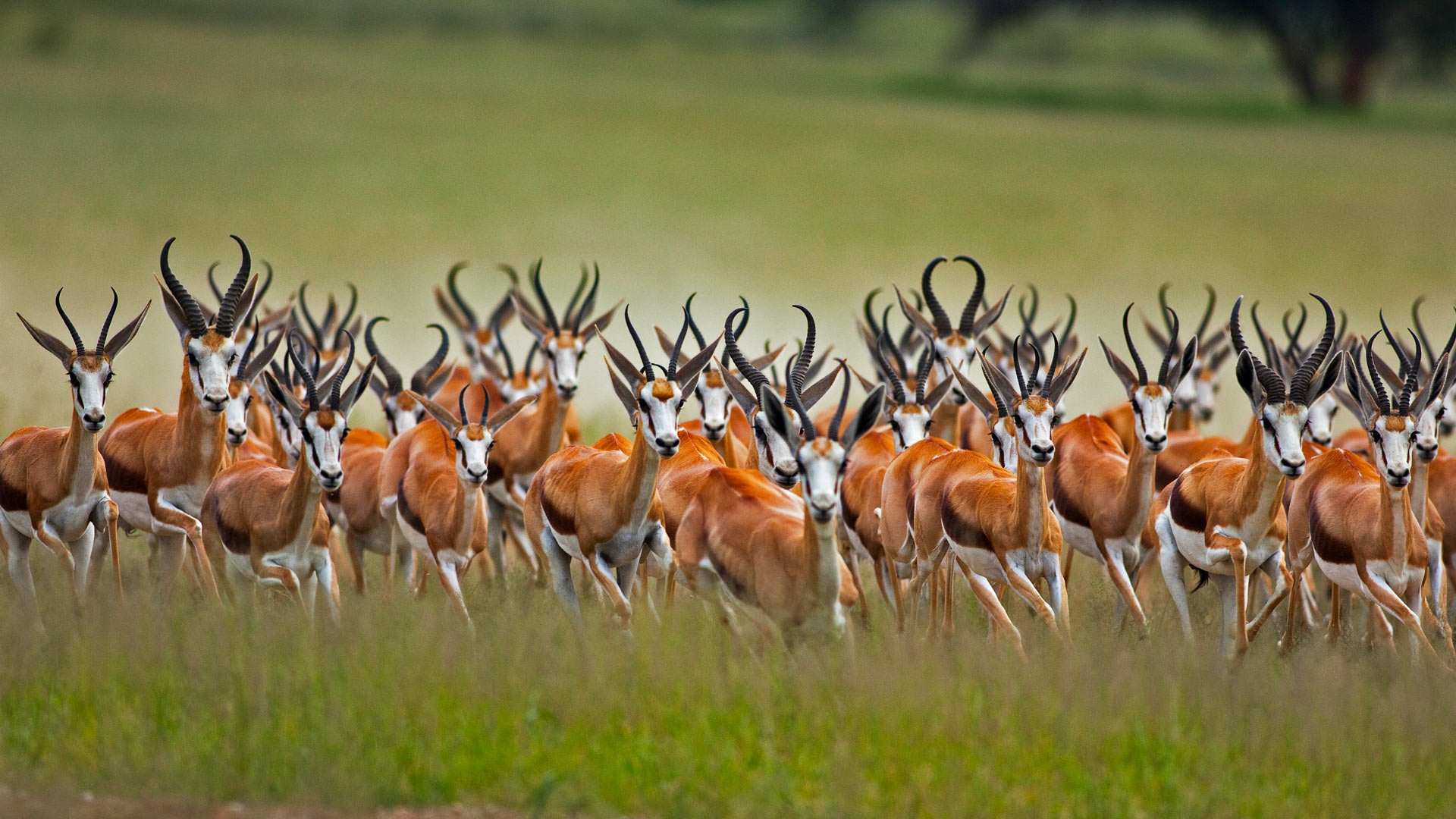 Wallpaper Springbok, antelope, wild animal