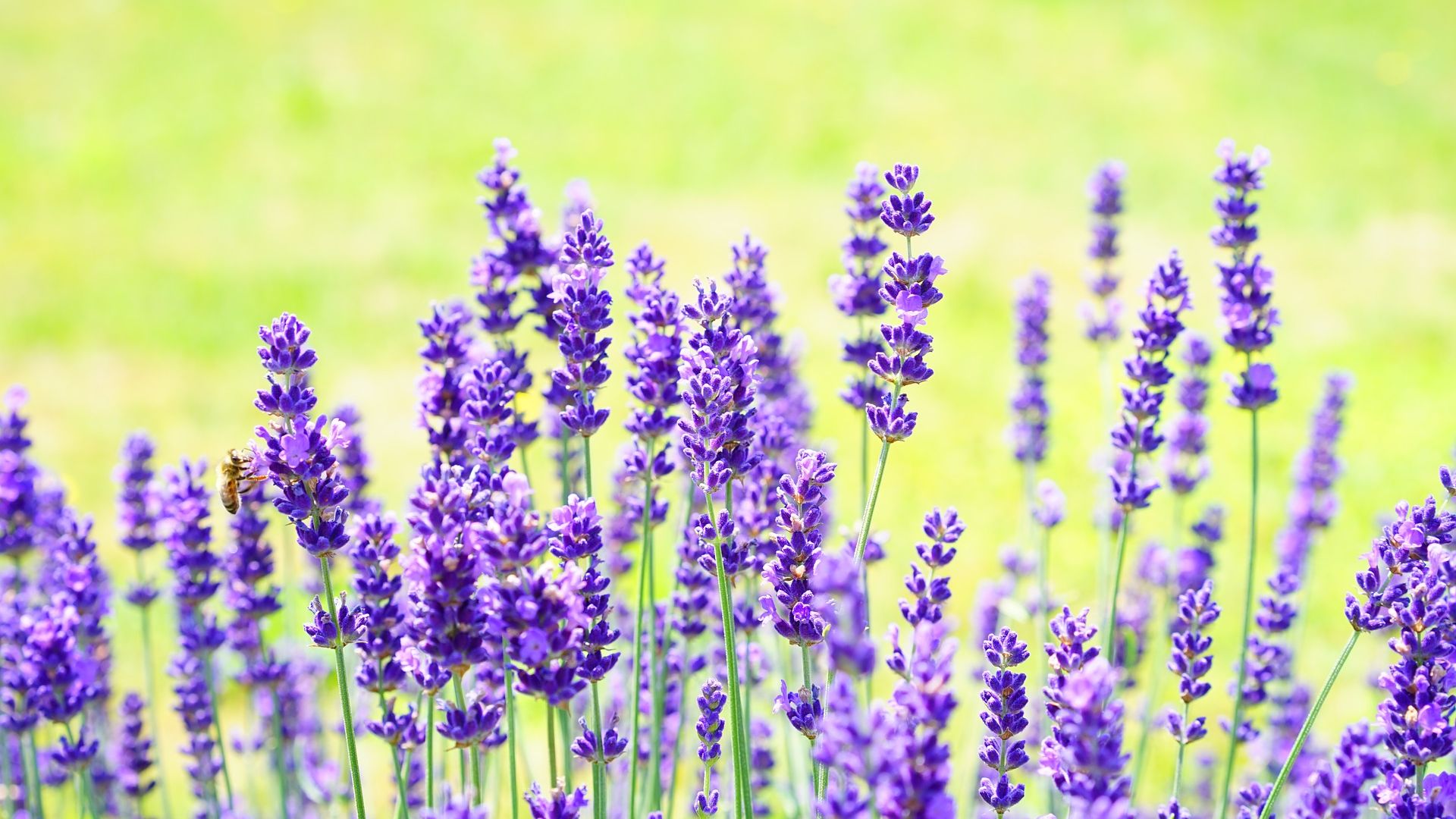 Wallpaper Lavender flowers, purple flower, meadow