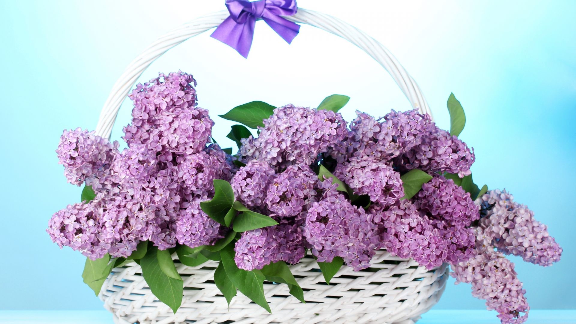 Wallpaper Lilac flowers, gift, basket