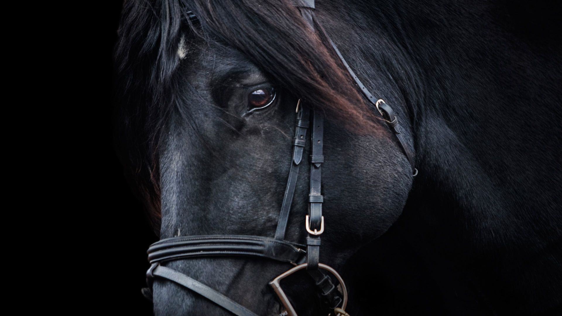 Wallpaper Black horse muzzle